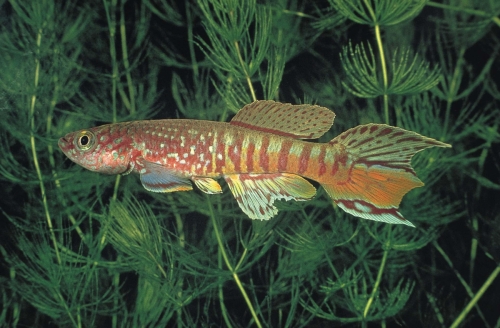 Fundulopanchax sjoestedti Dwarf Red
