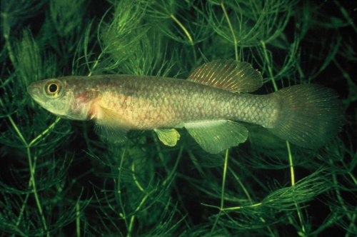Fundulopanchax sjoestedti Dwarf Red Female