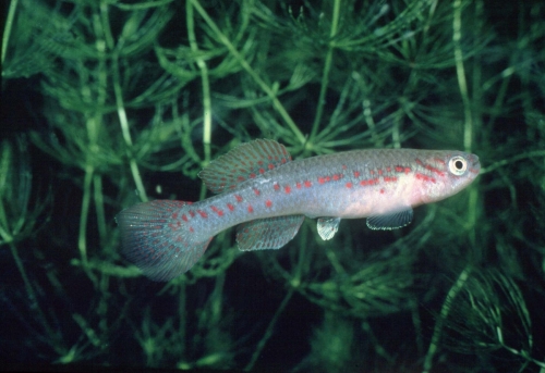 Fundulopanchax puerzli Female