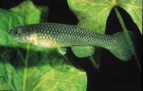 Fundulopanchax cinnamomeus female