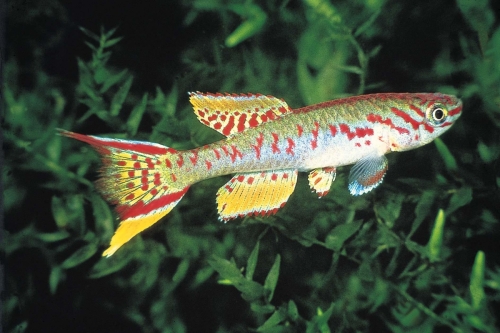 Fundulopanchax arnoldi