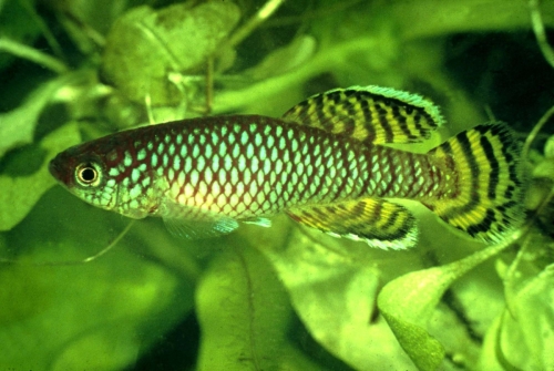 Nothobranchius korthausae
