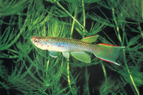 Aphyosemion shoutedeni