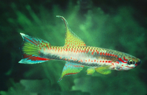 Chromaphyosemion riggenbachi
