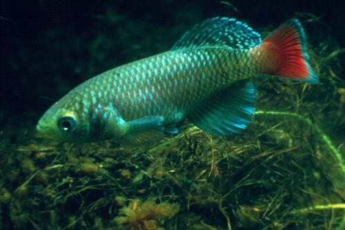 Nothobranchius neumani