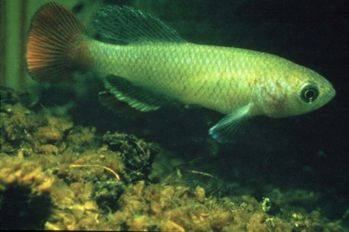 Nothobranchius neumani Manyara