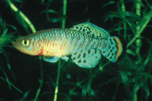Nothobranchius rachovii