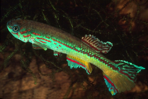 Fundulopanchax amieti