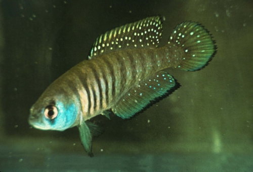 Matilebias alexandri