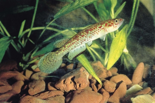 Nimpapanchax petersi