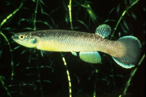 Cynodonichthys tenius