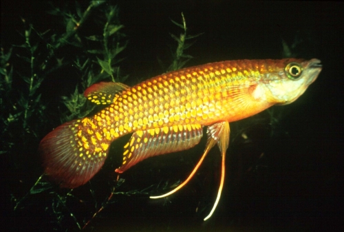 Aplocheilus lineatus