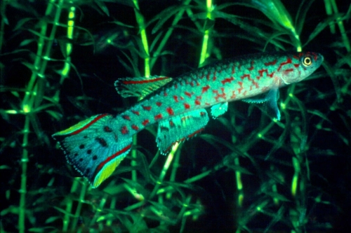 Scriptaphyosemion liberiensis S Firestone Plantation