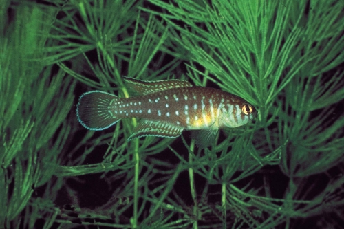 Simpsonichthys boitonei