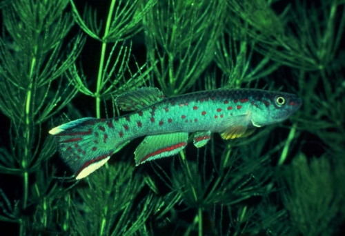 Fundulopanchax scheeli Akampaense