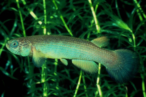 Oditichthys cryptocallus Ravine Vilaine Female
