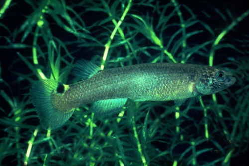 Oditichthys cryptocallus Ravine Vilaine