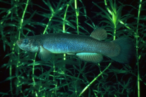 Rivulus spec. Martinique