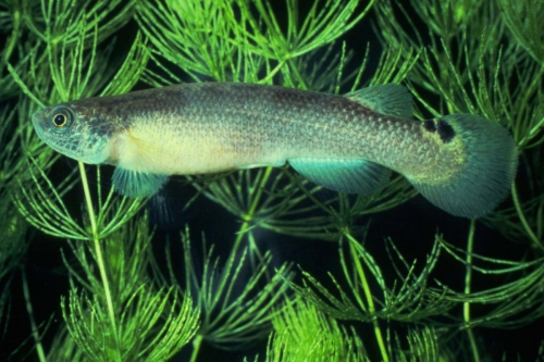 Rivulus spec. Martinique Female