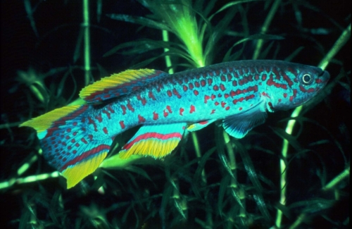 Fundulopanchax gardneri Rayfield