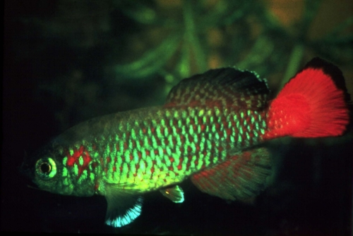 Nothobranchius guentheri Zanzibar