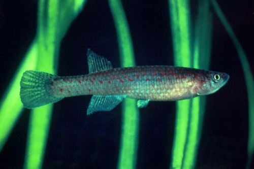 Scriptaphyosemion schmitti Juarzon Female