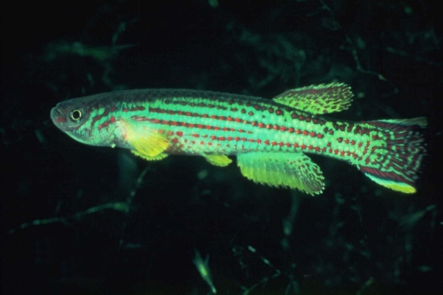 Aphyosemion oeseri