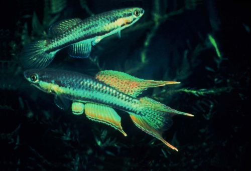 Chromaphyosemion bitaeniatum 'Lagos' Pair