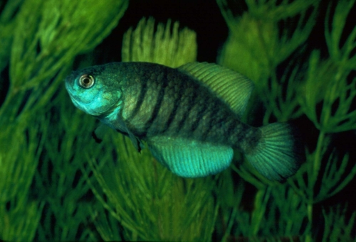 Garcialebias adloffi