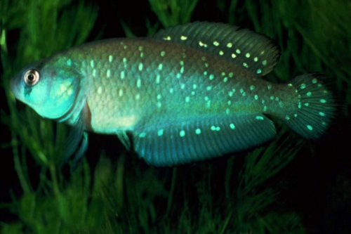 Austrolebias bellottii