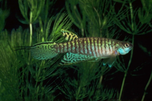 Gnatholebias zonatus