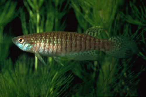 Gnatholebias zonatus Female