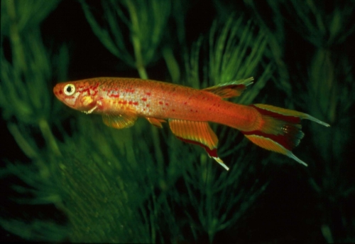 Aphyosemion australe Gold