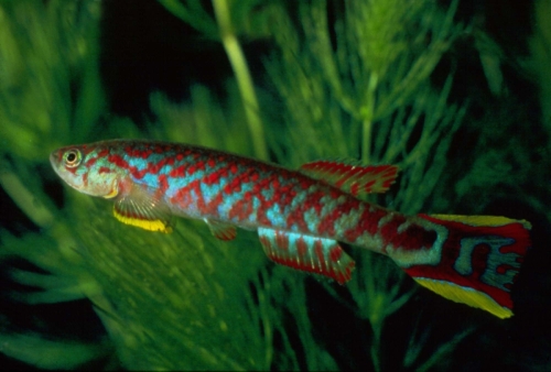 Scriptaphyosemion etzeli