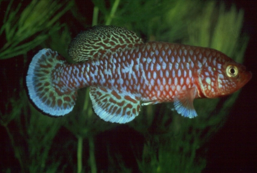 Nothobranchius kafuesis Kayuni State Farm