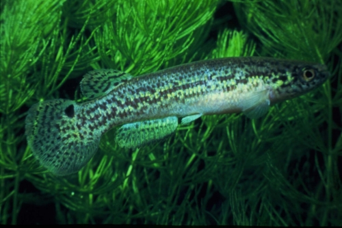 Oditichthys amphoreus Female