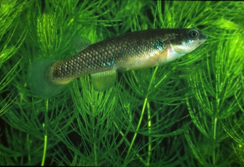 Rivulus roloffi female