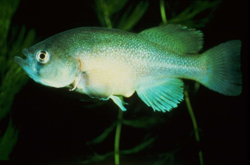 Nothobranchius microlepis