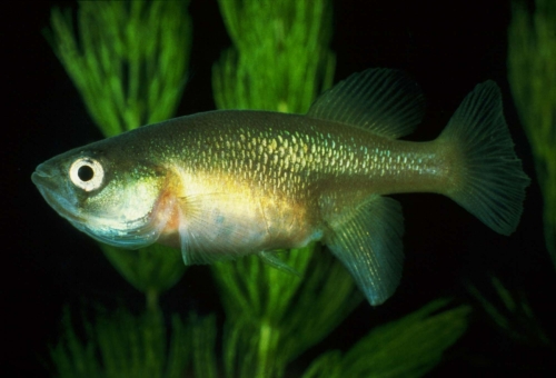 Nothobranchius microlepis female