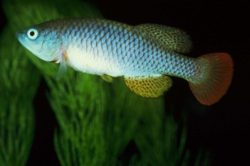 Nothobranchius steinforti