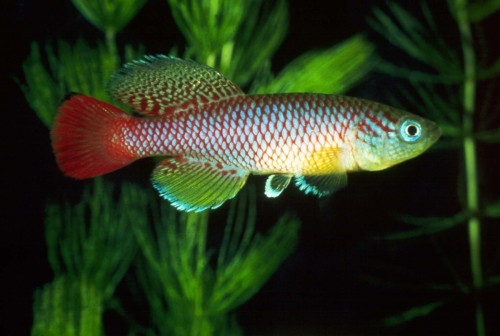 Nothobranchius melanospilus Mikumi