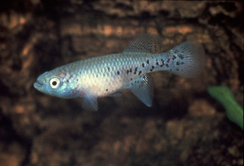 Nothobranchius melanospilus Mikumi female
