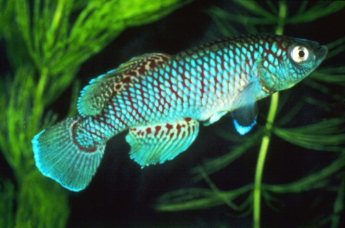 Nothobranchius jubbi Warfa Blue