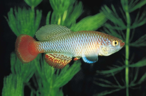 Nothobranchius neumani Mbeya