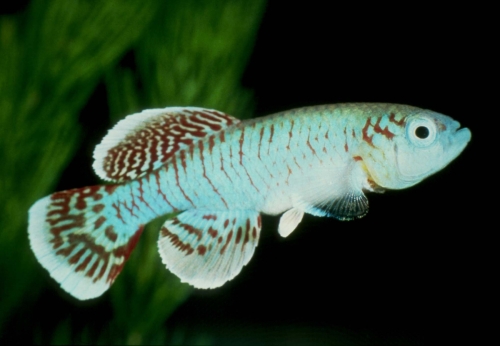 Nothobranchius eggersi Ruhoi