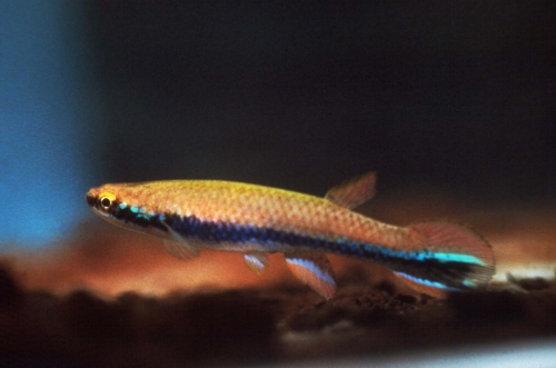 Rivulus