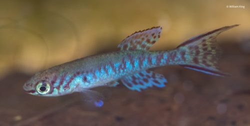 Fundulopanchax arnoldi 'Niger Delta NG 2016'