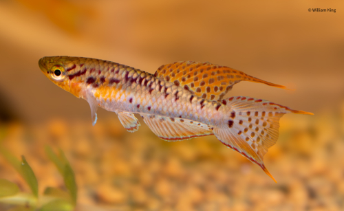 Chromaphyosemion bivittatum 'Besingi ADL 13-40'