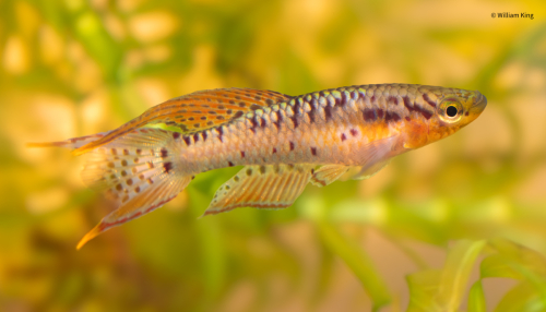 Chromaphyosemion bivittatum 'Besingi ADL 13-40'