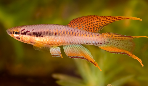 Chromaphyosemion bitaeniatum 'Ijebu Ode'